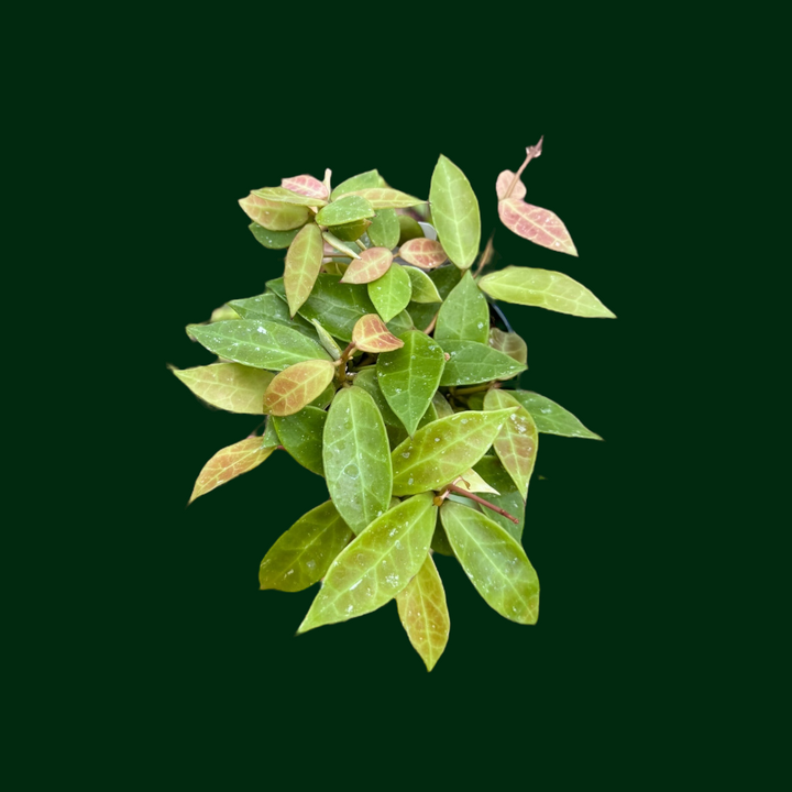 Hoya &